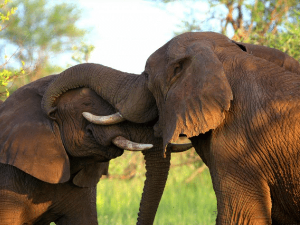 Biodiversidade terrestre