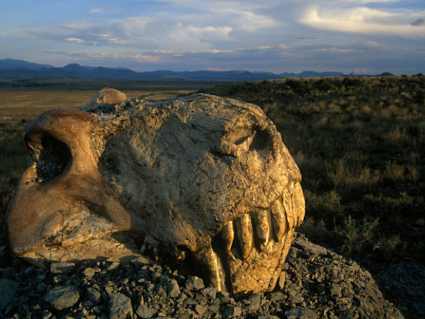 Causas de extinção de uma espécie