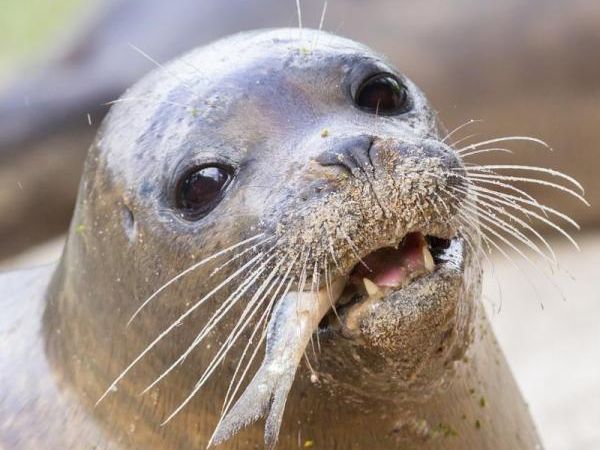 Espécies extintas e em vias de extinção